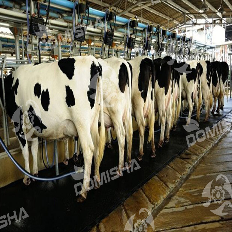 خواص پودر گوشت برای گاو های شیر ده و آبستن