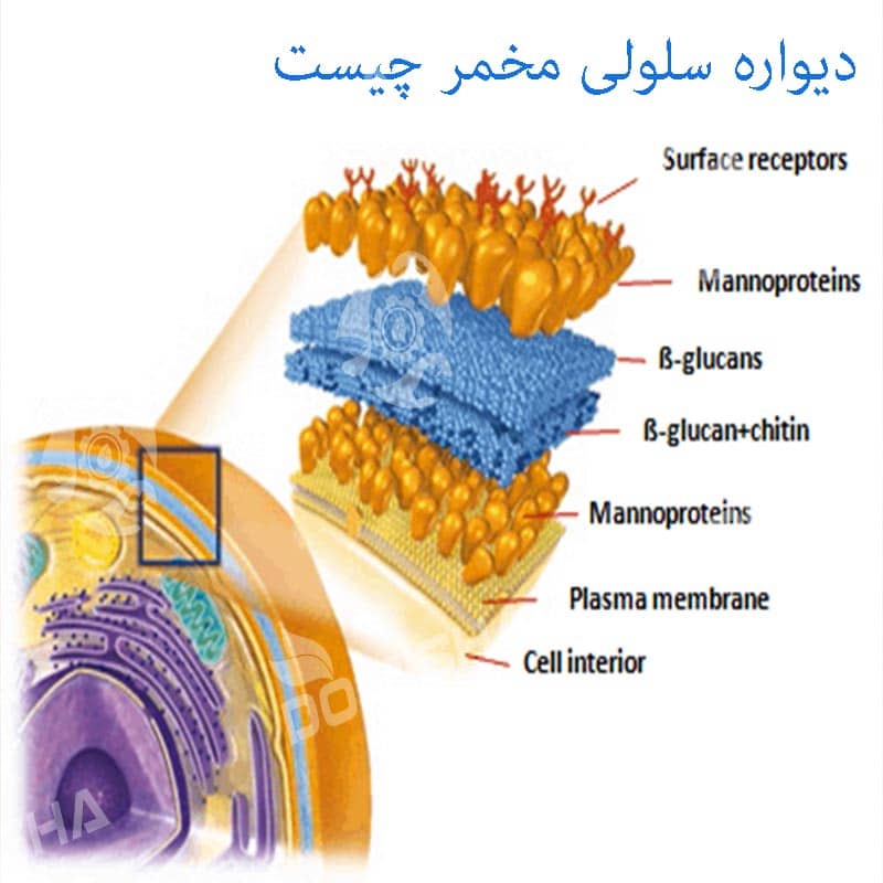 دیواره سلولی مخمر